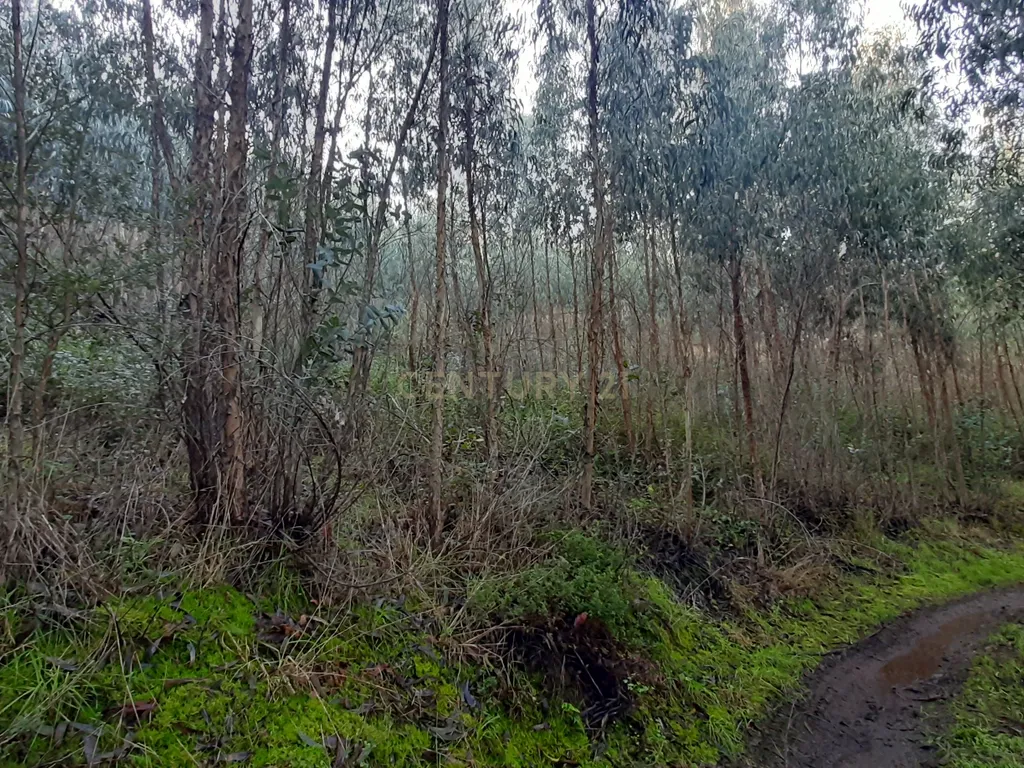 Terreno com projeto aprovado de Moradia Isolada T3 - Picão - imagem 11