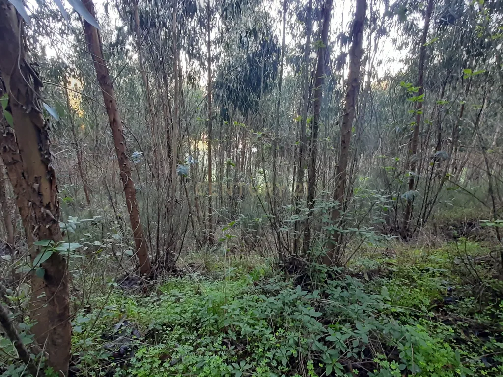Terreno com projeto aprovado de Moradia Isolada T3 - Picão - imagem 12
